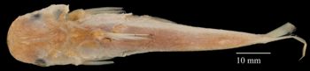 Media type: image;   Ichthyology 27270 Aspect: lateral